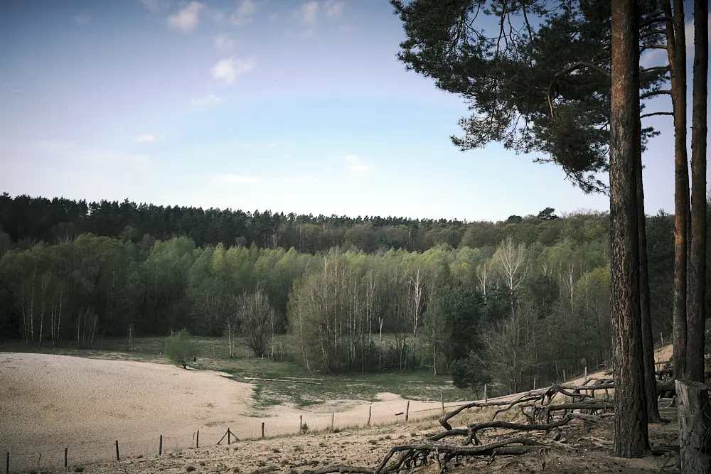 Sandgrube im Grunewald unter Fichten