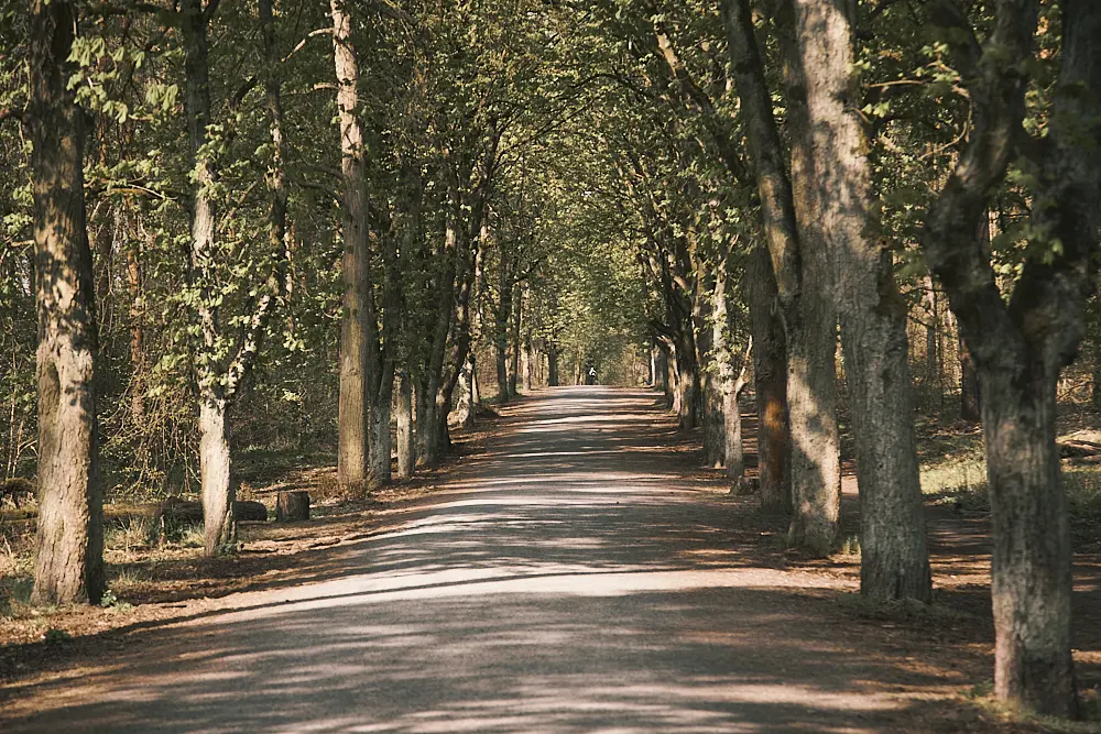 Sandiger Weg zur Sandgrube im Grunewald unter Allee