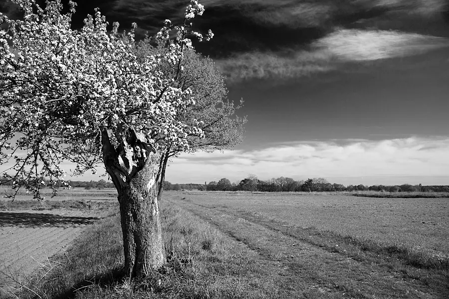 Apfelbaum auf den Kladower Rieselfelder