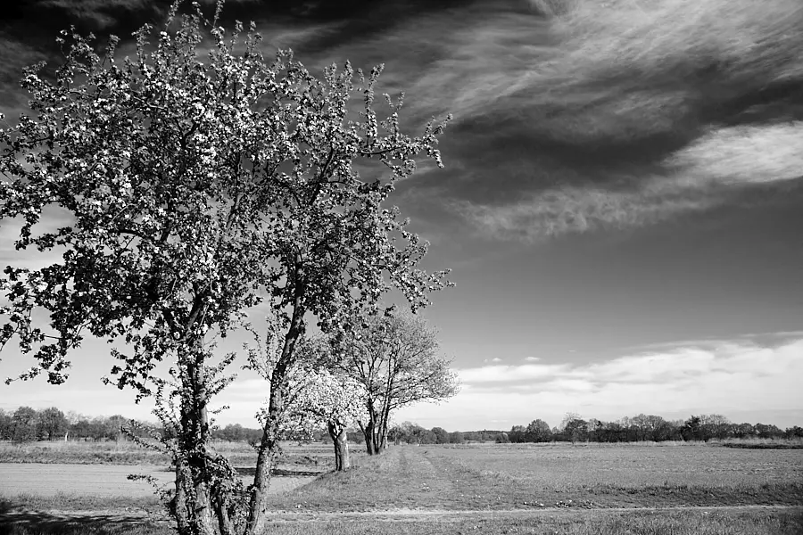 Apfelbaum auf den Kladower Rieselfelder