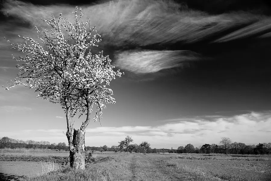 Apfelbaum in Blüte auf dem Rieselfeld in Kladow