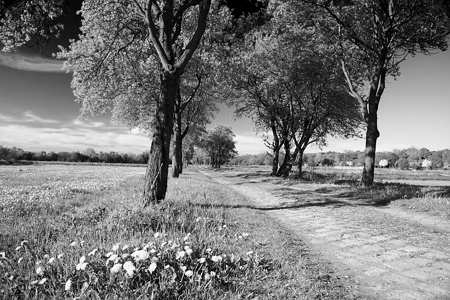 Weg auf dem Kladower Rieselfelder