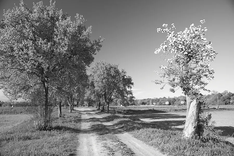 Apfelbaum am Weg auf den Kladower Rieselfelder