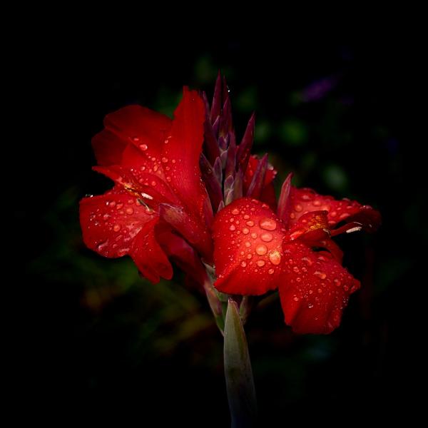 Rote Iris-Blüte mit Wassertropfen auf dunklem Hintergrund, grünes unscharfes Laub im Hintergrund.
