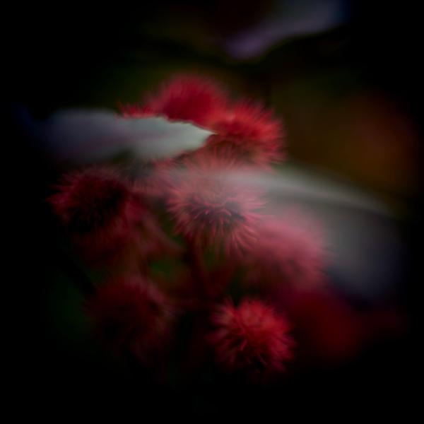Flowers in Berlin Parks