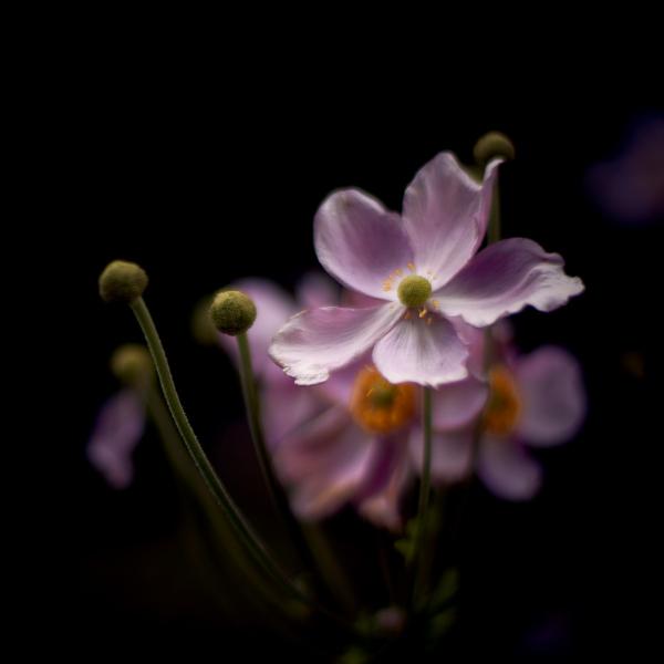 Japanische Anemone Makroaufnahme Berlin Volkspark Wilmersdorf | Sony Alph 7 III